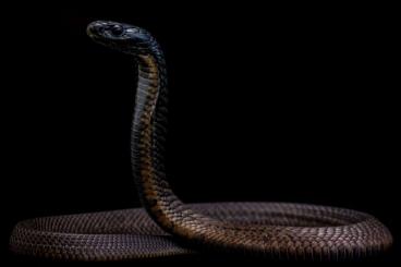 Venomous snakes kaufen und verkaufen Photo: 1.0 Naja arabica cb20                              