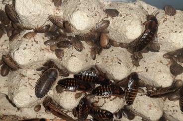 Futtertiere kaufen und verkaufen Foto: Argentinische Waldschaben(Blaptica Dubia)