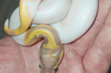 Schlangen kaufen und verkaufen Foto: Python regius - 0.2 Banana Leopard Piebald 