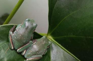 frogs kaufen und verkaufen Photo: Litoria caerulea nachzucht