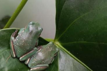 Frösche  kaufen und verkaufen Foto: Litoria caerulea nachzucht