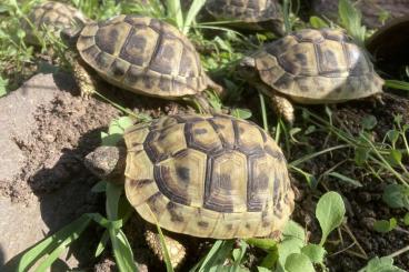Landschildkröten kaufen und verkaufen Foto: Testudo hermanni boettgeri NZ 2022/2023