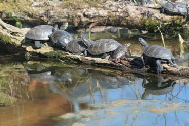 Sumpfschildkröten kaufen und verkaufen Foto: 1,5 Emys orbicularis orbicularis