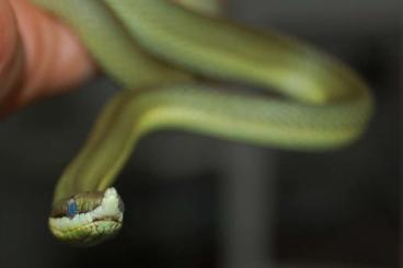 Schlangen kaufen und verkaufen Foto: WANTED: Blue phase Philodryas baroni 