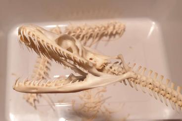 Exotic mammals kaufen und verkaufen Photo: Verstorbene Tiere gesucht zur Skelettpräparation 
