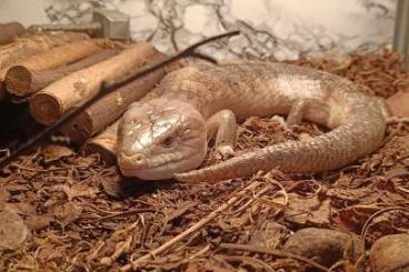 Skinks kaufen und verkaufen Photo: Tanimbar blue tongue / T.s chimaera Skinks kaufen und verkaufen Photo: Tanimbar blue tongue / T.s chimaera