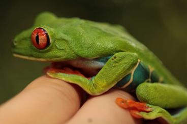frogs kaufen und verkaufen Photo: CB Agalychnis callidryas Nicaraguan 0.0.20