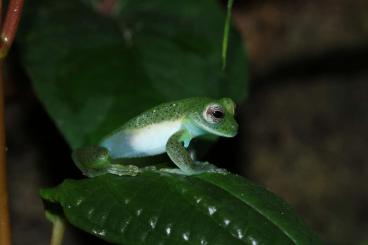 frogs kaufen und verkaufen Photo: CB Glassfrogs for Hamm Weekend