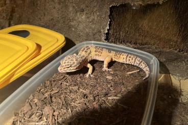 Geckos kaufen und verkaufen Foto: Zuchtgruppe Leopardgeckos