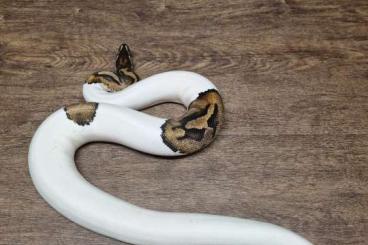 Ball Pythons kaufen und verkaufen Photo: verschiedene Königspythons