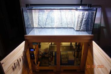 Aquarien kaufen und verkaufen Foto: Aquarium 120x60x50cm (360L) inkl. Filterbecken und gesamter Technik Aquarien kaufen und verkaufen Foto: Aquarium 120x60x50cm (360L) inkl. Filterbecken und gesamter Technik