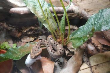Snakes kaufen und verkaufen Photo: 1.1 Porthidium nasutum (Costa Rica-Limon) CB 09 / 2022 Snakes kaufen und verkaufen Photo: 1.1 Porthidium nasutum (Costa Rica-Limon) CB 09 / 2022