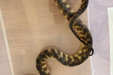 Schlangen kaufen und verkaufen Foto: 0.1 Aspidites Melanocephalus 