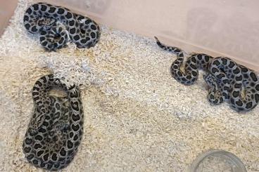 Venomous snakes kaufen und verkaufen Photo: Sistrurus catenatus tergeminus Venomous snakes kaufen und verkaufen Photo: Sistrurus catenatus tergeminus