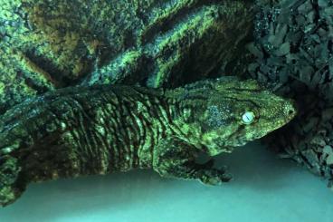 Geckos kaufen und verkaufen Photo: Rhacodactylus Leachianus 