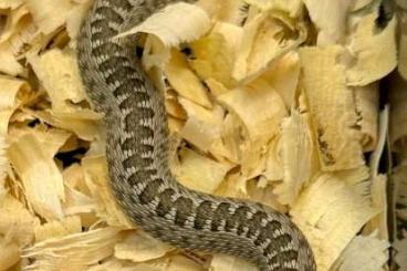 Venomous snakes kaufen und verkaufen Photo: Vipera renardi, v.eriwanensis Venomous snakes kaufen und verkaufen Photo: Vipera renardi, v.eriwanensis