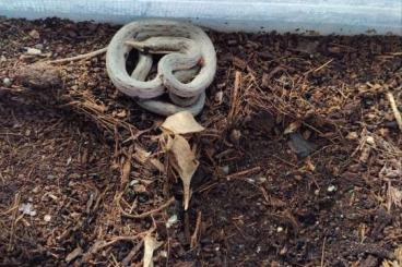 Nattern ungiftige  kaufen und verkaufen Foto: Gonyosoma/rhynchophis boulengeri