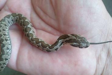 Snakes kaufen und verkaufen Photo:  daboia, purpureomaculatus