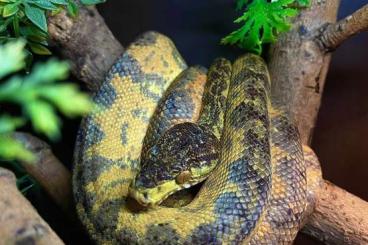 Snakes kaufen und verkaufen Photo: Corallus Hortulanus 1.1 zur Abgabe 