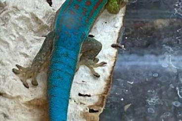 Geckos kaufen und verkaufen Foto: Übergabe Hamm oder Abholung in Mannheim