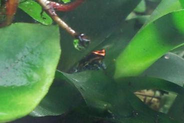 Poison dart frogs kaufen und verkaufen Photo: Suche Ranitomeya Amazonica Iquitos