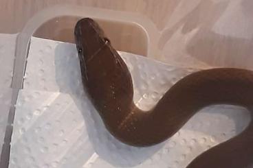 Snakes kaufen und verkaufen Photo: Boaedon fuliginosus "Zambia Green" for Houten Snakes kaufen und verkaufen Photo: Boaedon fuliginosus "Zambia Green" for Houten