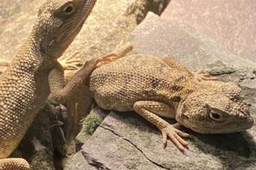 Lizards kaufen und verkaufen Photo: Trapelus Savignii gesucht