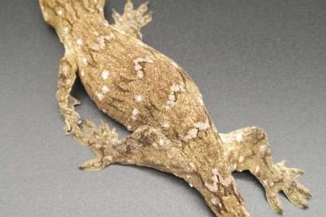 Geckos kaufen und verkaufen Foto: Rhacodactylus leachianus Nur ami