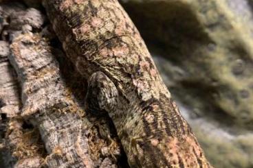Geckos kaufen und verkaufen Foto: Strophurus, Eurydactylodes, Rhacodactylus 