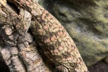 Geckos kaufen und verkaufen Photo: Strophurus, Eurydactylodes, Rhacodactylus Geckos kaufen und verkaufen Photo: Strophurus, Eurydactylodes, Rhacodactylus
