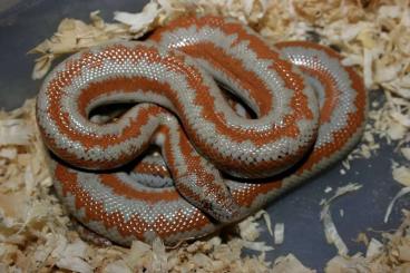 Snakes kaufen und verkaufen Photo: Lichanura trivirgata het.Albino Snakes kaufen und verkaufen Photo: Lichanura trivirgata het.Albino