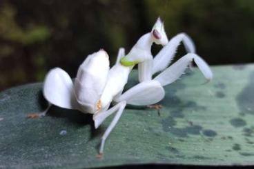 Insekten kaufen und verkaufen Foto: Hymenopus coronatus Weibchen / Orchideenmantis / Orchidmantis