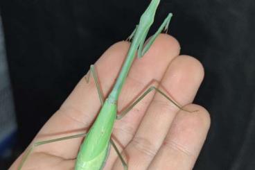 Insekten kaufen und verkaufen Foto: Phasmomantella/ Hierodula majuscula/ Gottesanbeterin/ Mantis / Mantide Insekten kaufen und verkaufen Foto: Phasmomantella/ Hierodula majuscula/ Gottesanbeterin/ Mantis / Mantide