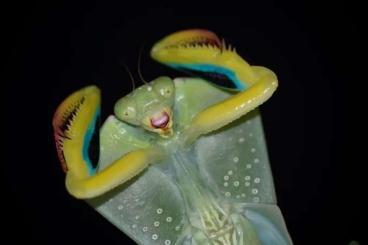 Insekten kaufen und verkaufen Foto: Asiadodis yunnanensis / rare / selten Insekten kaufen und verkaufen Foto: Asiadodis yunnanensis / rare / selten