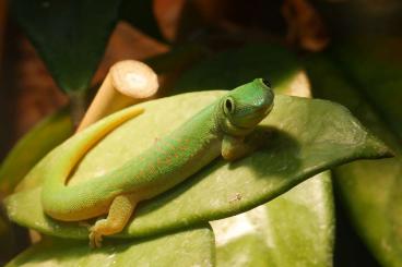 Geckos kaufen und verkaufen Foto: Phelsuma v-nigra comoraegrandensis