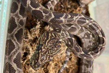 Boas kaufen und verkaufen Foto: Corallus hortulanus 1.1.6