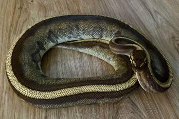 Ball Pythons kaufen und verkaufen Photo: Python regius  0.1 Enchi Phanthom Yellow Belly Genetic Stripe 