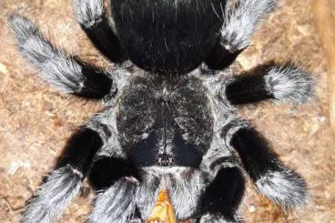 Spinnen und Skorpione kaufen und verkaufen Foto: Tarantulas list for Weinstadt börse