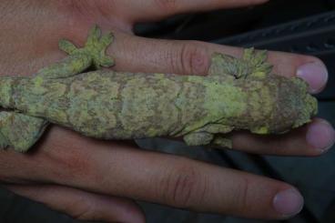 Geckos kaufen und verkaufen Photo: Mniarogekko chahoua / M. jalu 