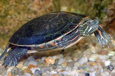 Turtles and Tortoises kaufen und verkaufen Photo: Chryemys dorsalis malen  (want to bye)