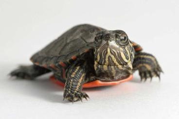 Sumpfschildkröten kaufen und verkaufen Foto: I want to buy Chrysemys picta ssp.