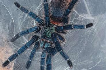 Spiders and Scorpions kaufen und verkaufen Photo: 1.2 Dolichothele diamantinensis