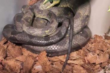 Boas kaufen und verkaufen Foto: Corallus ruschenbergerii 0.1