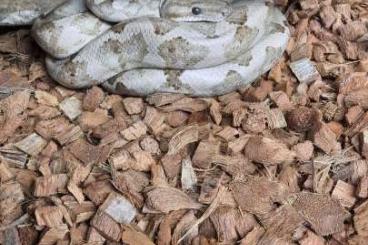Schlangen kaufen und verkaufen Foto: Corallus annulatus 0.1        