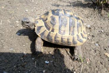 Landschildkröten kaufen und verkaufen Foto: testudo hermanni hercegovinensis, Thherc, adult