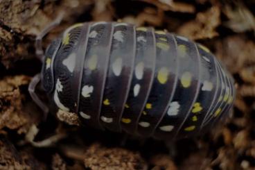 andere Wirbellose kaufen und verkaufen Foto: Armadillidium frontetriangulum  „Korfu“