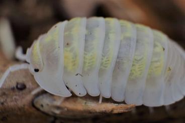 andere Wirbellose kaufen und verkaufen Foto: Armadillidium depressum „Magic Potion“