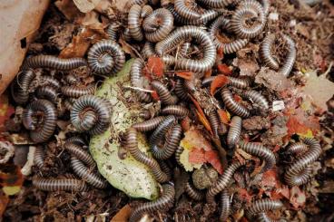 other Arthropoda kaufen und verkaufen Photo: Benoitolus siamensis  - Diplopoda-Tausendfüßer