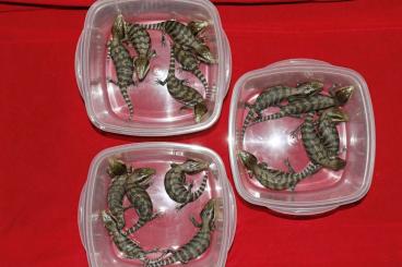 Echsen  kaufen und verkaufen Foto: Tiliqua scincoides scincoides Eastern BTS