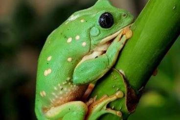 Frösche  kaufen und verkaufen Foto: Mexican Giant Treefrogs - adults